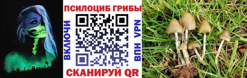 где найти наркотики  Кириши  Псилоцибиновые грибы Psilocybine cubensis 